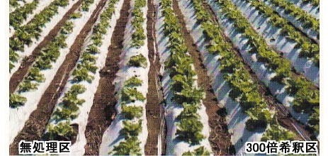 【高温対策製品】日本甜菜製糖 「ゲインウォーター」 土に撒けば保水力等向上